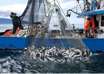 ميناء المضيق يسجل تراجعاً حاداً في مفرغات الصيد خلال النصف الأول من 2026.. مؤشرات مقلقة تعكس تحديات المصايد المتوسطية