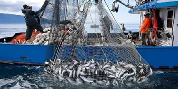 ميناء المضيق يسجل تراجعاً حاداً في مفرغات الصيد خلال النصف الأول من 2026.. مؤشرات مقلقة تعكس تحديات المصايد المتوسطية