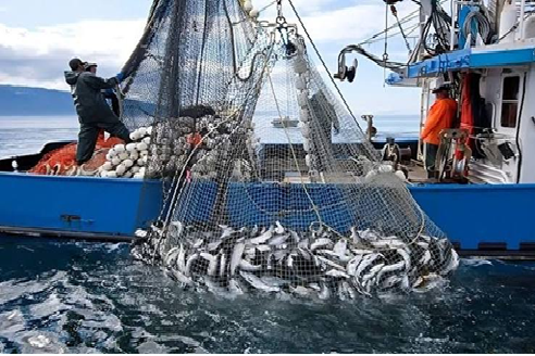 ميناء المضيق يسجل تراجعاً حاداً في مفرغات الصيد خلال النصف الأول من 2026.. مؤشرات مقلقة تعكس تحديات المصايد المتوسطية